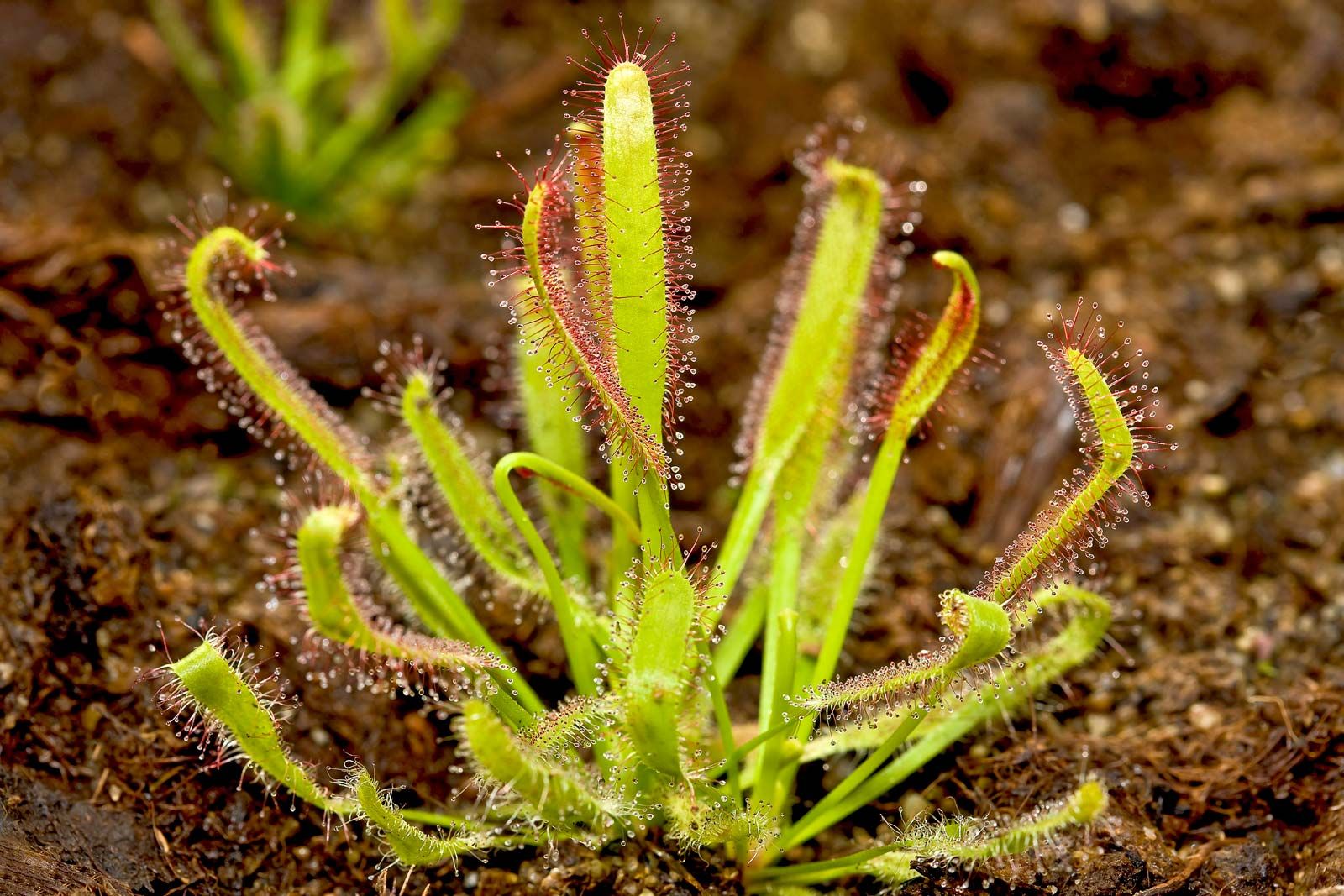 plante carnivore - Drosera capensis