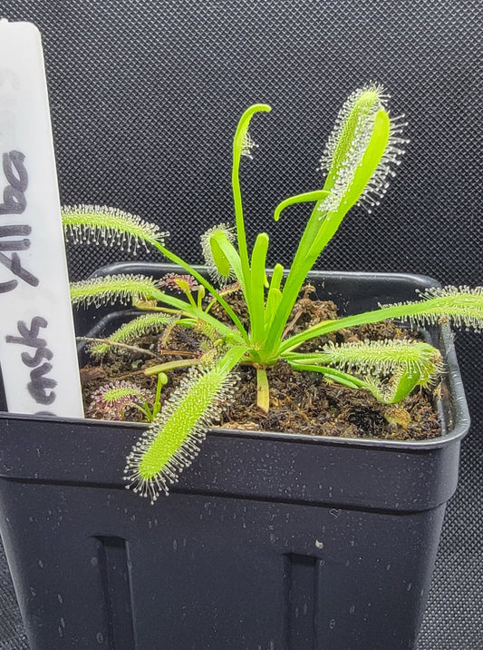 Drosera Capensis 'Alba'