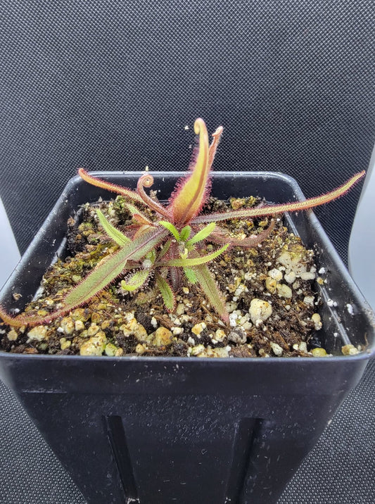 Drosera Adelae 'Giant'