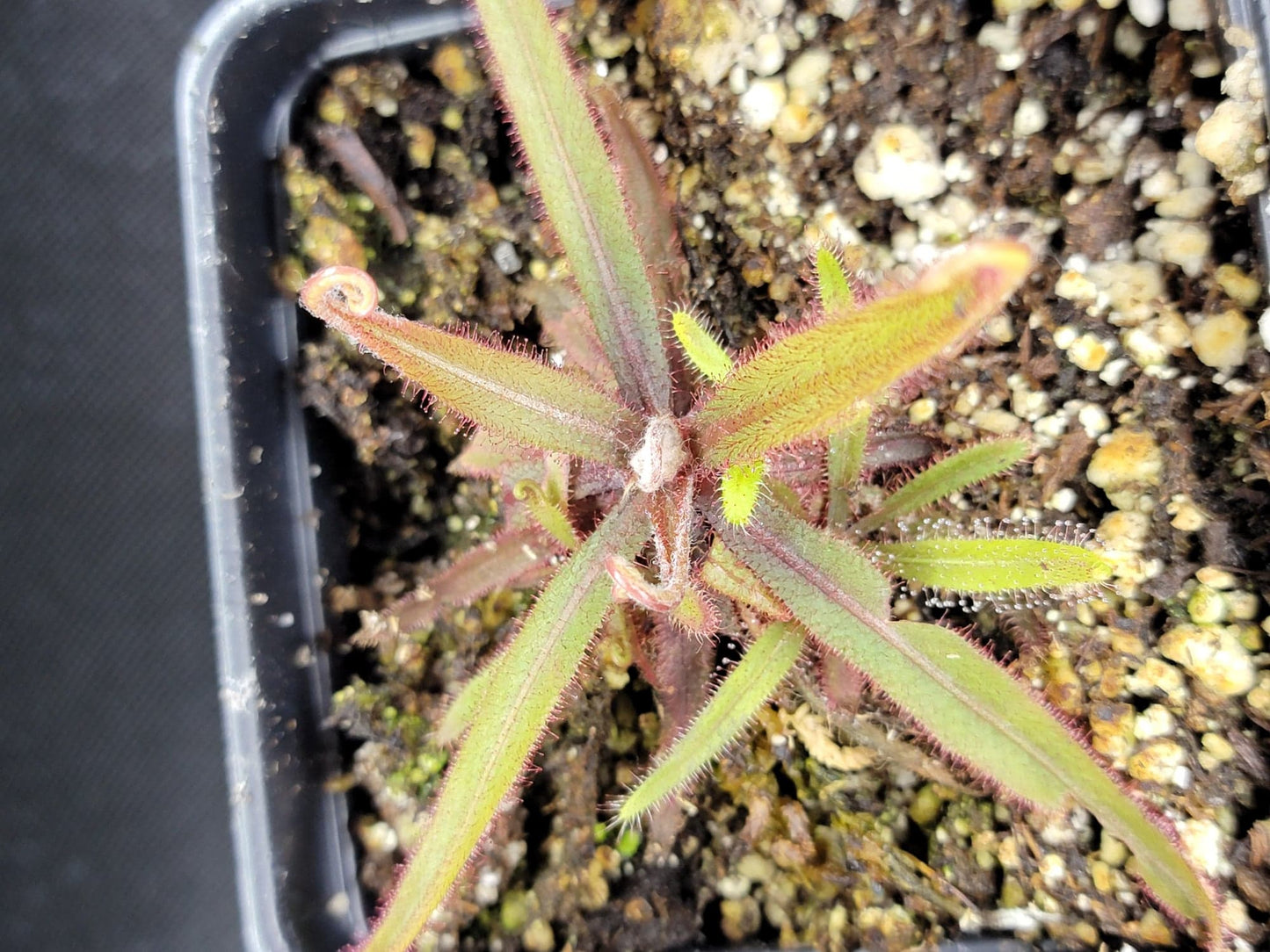 Drosera Adelae 'Giant'