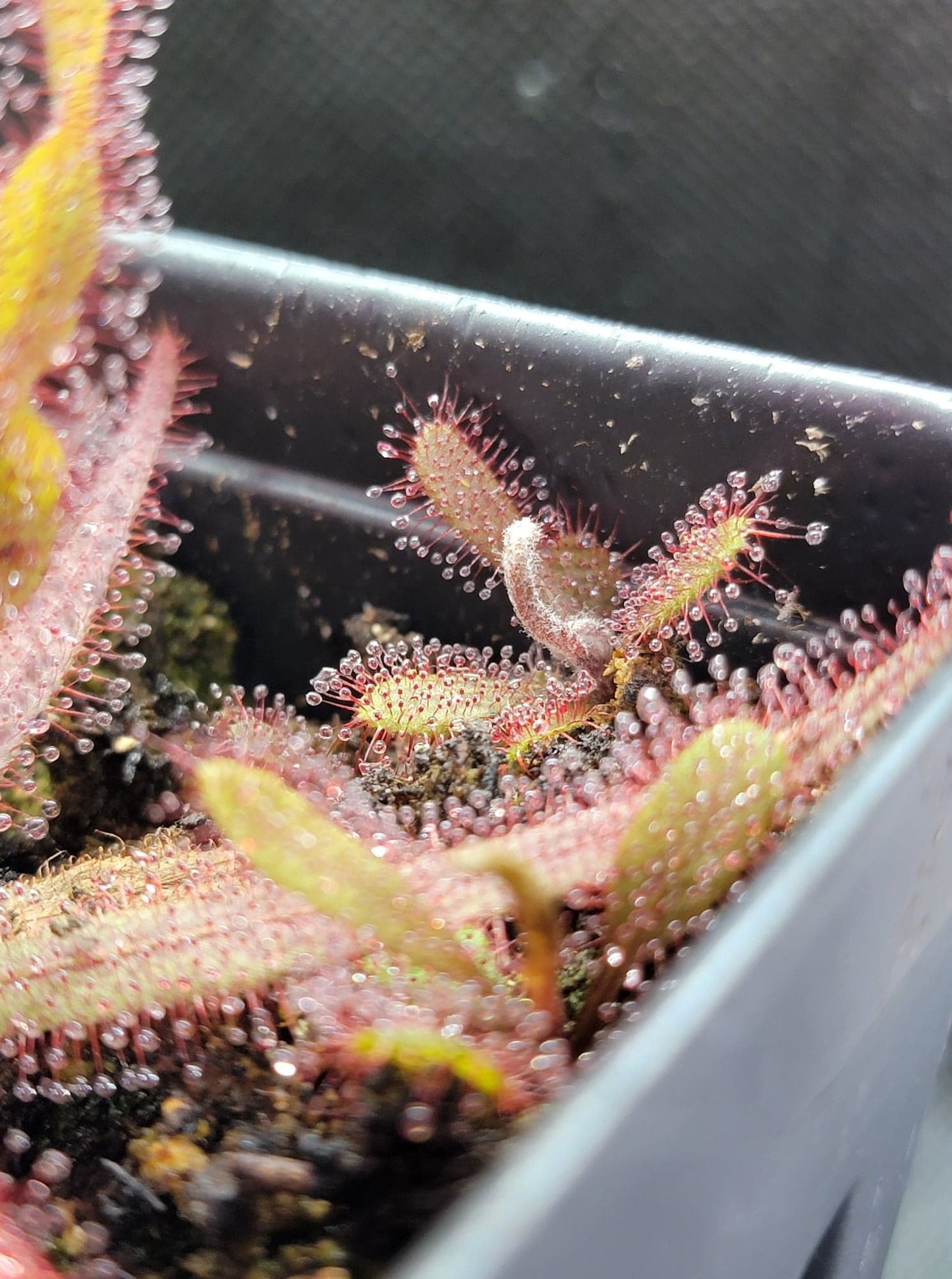 Drosera Adelae