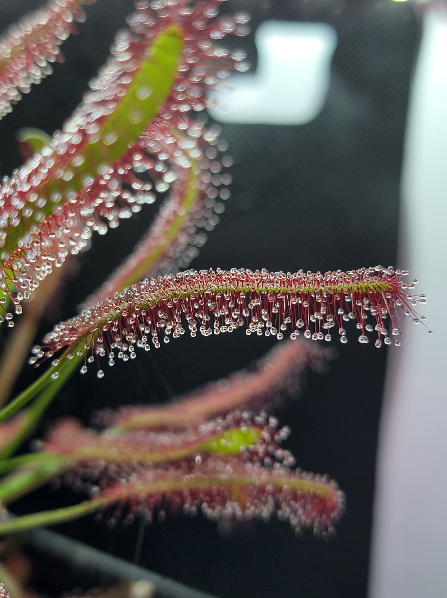 Drosera Capensis 'Red'