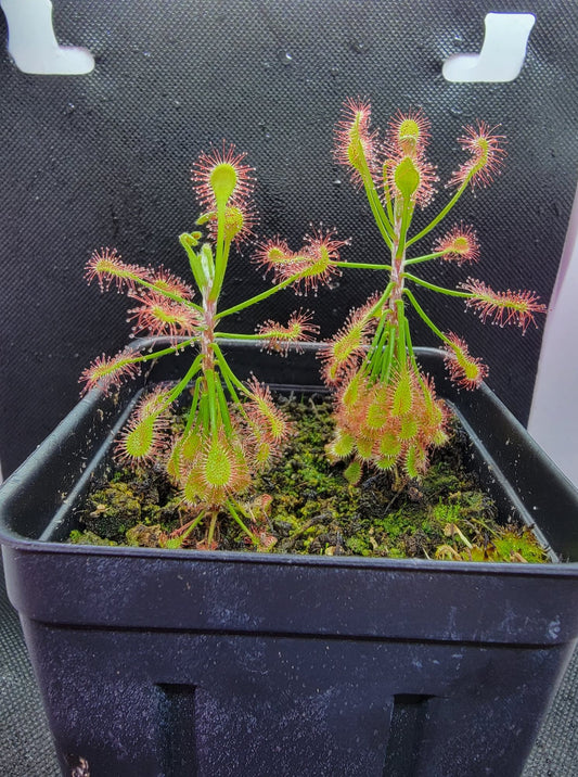 Drosera Madagascariensis