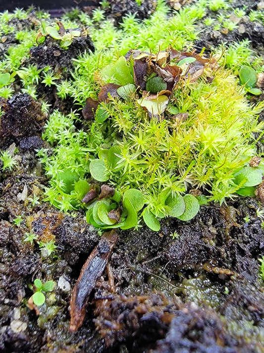 Genlisea Violacea