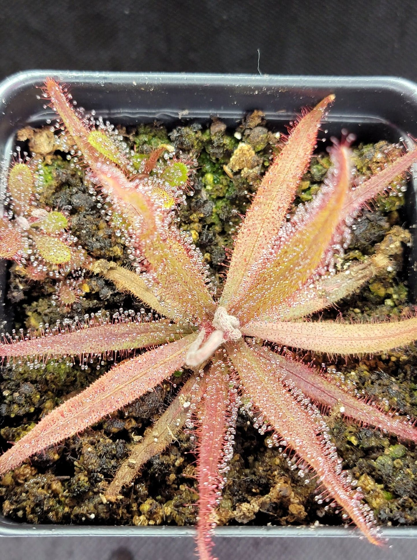 Drosera Adelae