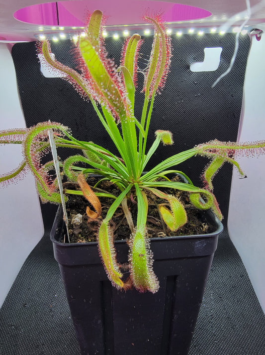 Drosera Capensis 'Wide Leaf'