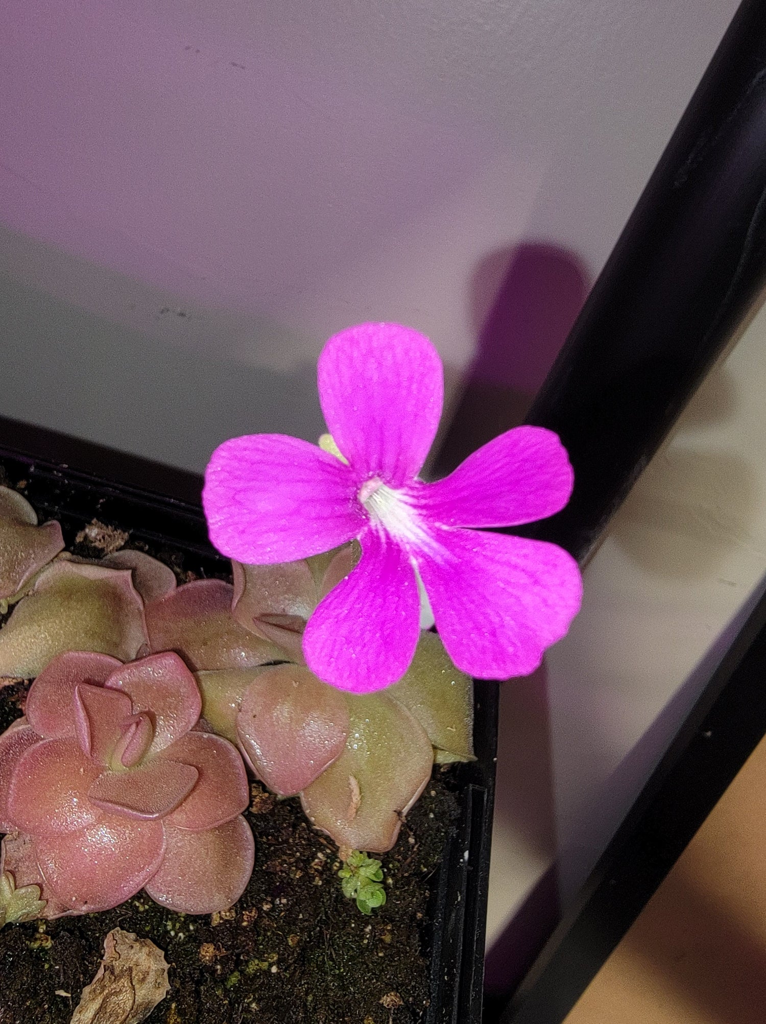 Pinguicula (Butterworts!)