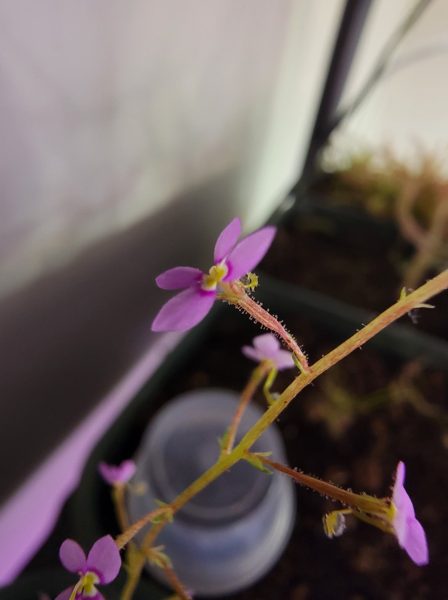 Stylidium Debile