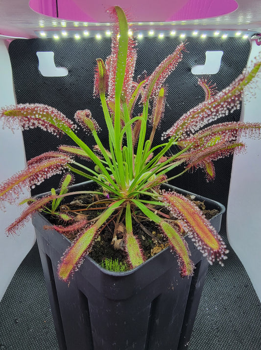 Drosera Capensis 'Red'