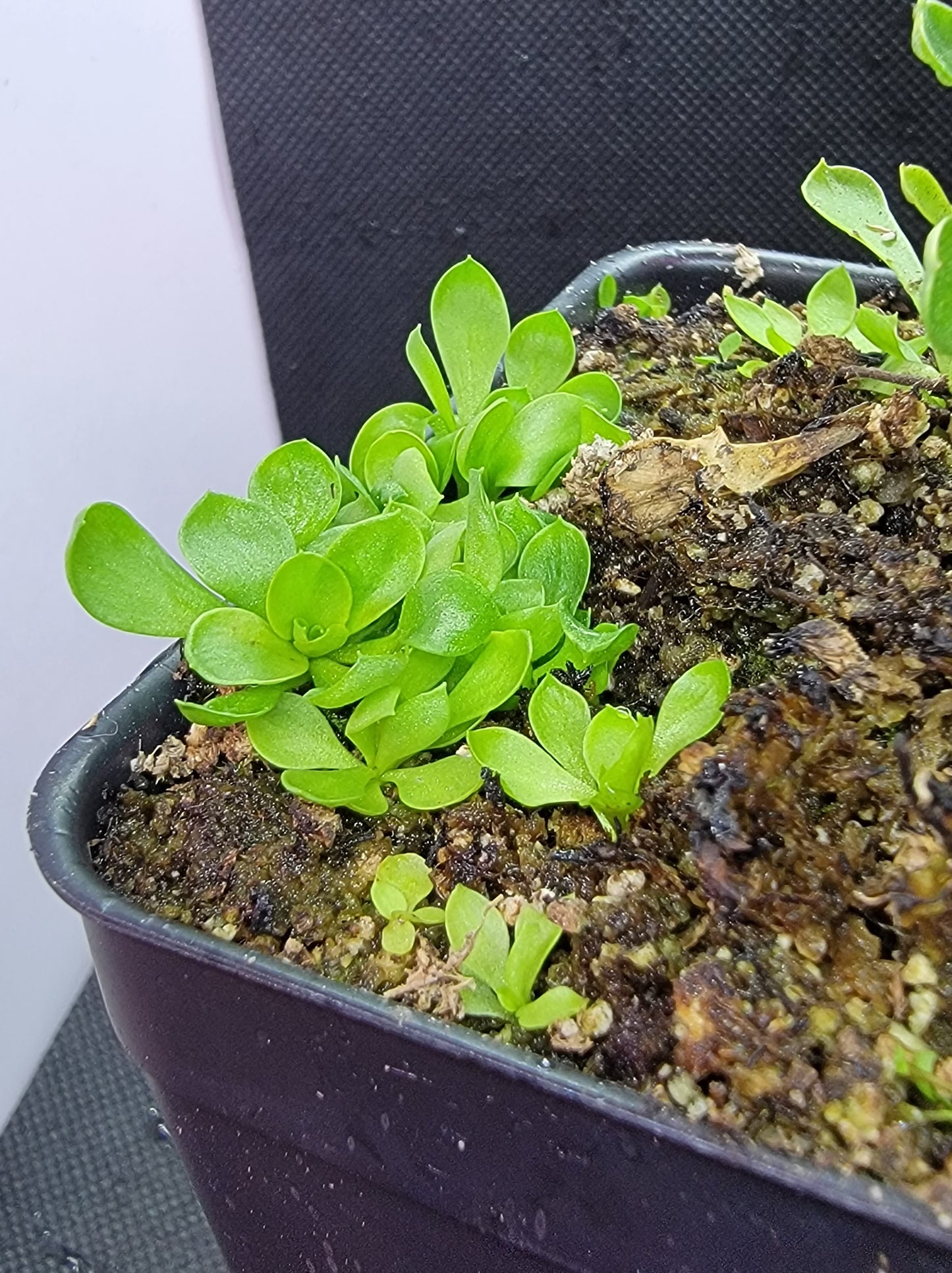 Stylidium Debile