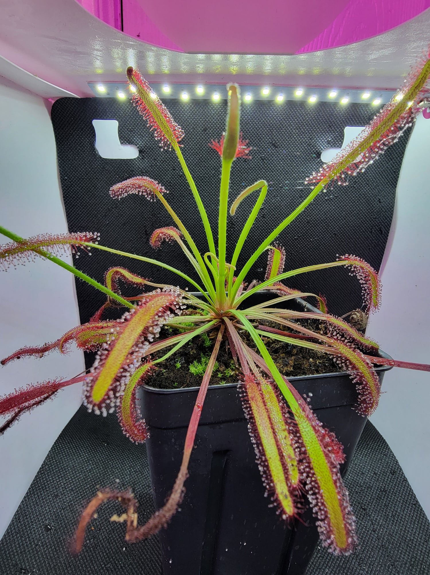 Drosera (Sundews!)