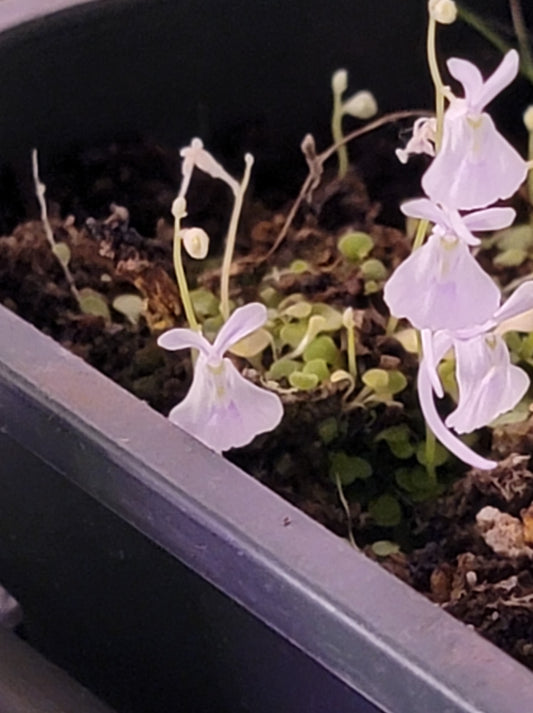 Utricularia Sandersonii 'white'